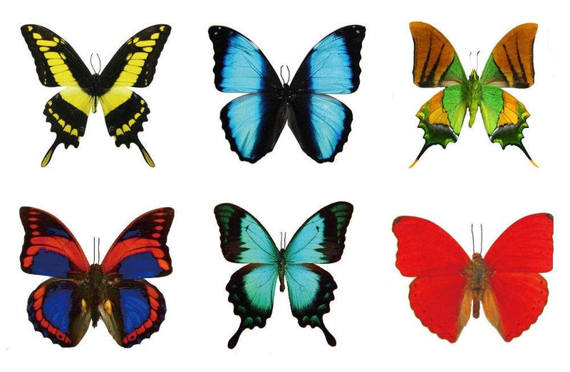 Butterfly Utopia Large Butterfly Temporary Tattoos by Butterfly Utopia (12 Sheets) - Image 1